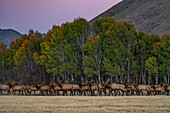 USA, Idaho, Bellevue, Herd of elk at dusk near Sun Valley