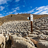 USA, Idaho, Ketchum, Schafherde auf Hügel vor Trailing of the Sheep Festival