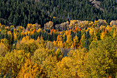 USA, Idaho, Ketchum, bewaldete Hügel im Herbst