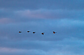 Silhouettes of Canada geese (Branta canadensis) flying against sky