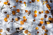 Autumn leaves on snow
