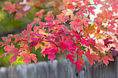 Autumn leaves of maple tree