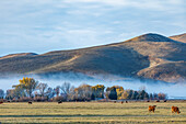 USA, Idaho, Bellevue, Cows grazing in field covered with morning mist in Autumn