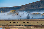 USA, Idaho, Bellevue, Kühe im Feld mit Morgennebel im Herbst bedeckt