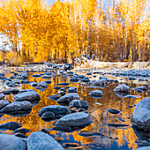 USA, Idaho, Bellevue, Wet rocks in Big Wood River and yellow trees in Autumn