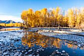 USA, Idaho, Bellevue, Rocks in Big Wood River and yellow trees in Autumn