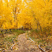 USA, Idaho, Bellevue, Footpath and yellow Autumn trees