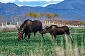 USA, Idaho, Bellevue, Moose (Alces alces) cow and calf grazing in field