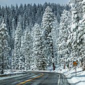 USA, Idaho, Ketchum, Straße durch den verschneiten Wald