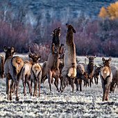 USA, Idaho, Bellevue, Cow elks fighting among elk herd