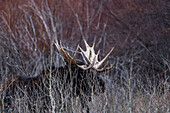 USA, Idaho, Bellevue, Bull moose walking trough bushes