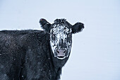 Vereinigte Staaten, Idaho, Bellevue, Kuh mit Schnee auf dem Kopf im Winter