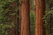 USA, Kalifornien, Mammutbäume im Wald