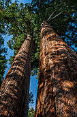 Usa, California, Low angle view of sequoias in forest