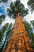 USA, Kalifornien, Low Angle View von Sequoia