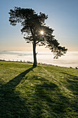 Lone pine hill top tree on a misty, sunny autumn morning, Devon, England, United Kingdom, Europe