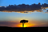 Afrikanischer Baum bei Sonnenuntergang, Masai Mara National Reserve, Kenia, Ostafrika, Afrika