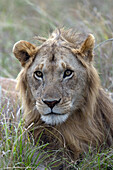 Junger männlicher Löwe (Panthera Leo) in Savanne, Masai Mara Nationalpark, Kenia, Ostafrika, Afrika