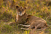 Lioness (Panthera leo) in savanna, Masai Mara National Park, Kenya, East Africa, Africa
