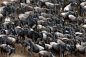 Wildebeest migration (Connochaetes taurinus), Masai Mara National Reserve. Kenya, East Africa, Africa