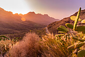 Blick auf Straße und Flora in bergiger Landschaft während der goldenen Stunde in der Nähe von Tasarte, Gran Canaria, Kanarische Inseln, Spanien, Atlantik, Europa