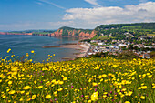 Sidmouth und rote Klippen von Salcombe Hill mit Butterblumen, Sidmouth, Jurassic Coast, UNESCO-Weltkulturerbe, Devon, England, Vereinigtes Königreich, Europa