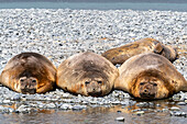 Ausgewachsene männliche südliche See-Elefanten (Mirounga leonina), herausgeschleppt am Strand von Robert Island, Antarktis, Polarregionen