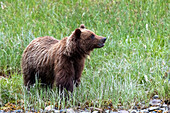An adult brown bear (Ursus arctos), in the grass, Lake Eva, Baranof Island, Southeast Alaska, United States of America, North America