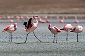 Seltene James-Flamingos (Phoenicoparrus jamesi), Eduardo Avaroa Andean Fauna National Reserve, Bolivien, Südamerika