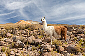 Lamas (Lama Glama), Fütterung in der Nähe von Coqueza, einer kleinen Stadt in der Nähe des Vulkans Thunupa, Salar de Uyuni, Bolivien, Südamerika