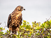 Ein jugendlicher Galapagos-Falke (Buteo galapagoensis), Insel Rabida, Galapagos, Ecuador, Südamerika