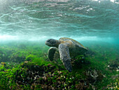An adult green sea turtle (Chelonia mydas), underwater in Fernandina Island, Galapagos, Ecuador, South America