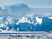 Eine Gruppe von Kaiserpinguinen (Aptenodytes forsteri), auf dem Eis in der Nähe von Snow Hill Island, Weddellmeer, Antarktis, Polarregionen