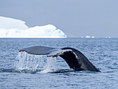 An adult humpback whale (Megaptera novaeangliae), flukes up dive amongst ice at Brabant Island, Antarctica, Polar Regions