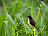 Ein ausgewachsener Donacobius mit schwarzer Kappe (Donacobius atricapilla), Rio Negro, Mato Grosso, Pantanal, Brasilien, Südamerika