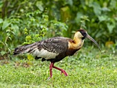An adult buff-necked ibis (Theristicus caudatus), on the Transpantaneira Highway, Mato Grosso, Pantanal, Brazil, South America