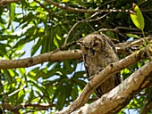 Adult great horned owl (Bubo virginianus), on the Transpantaneira Highway, Mato Grosso, Pantanal, Brazil, South America