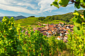 Niedermorschwihr, Alsace, Alsatian Wine Route, Haut-Rhin, France, Europe