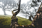 Alten Lorbeerwald im Nebel, Fanal, Insel Madeira, Portugal, Atlantik, Europa