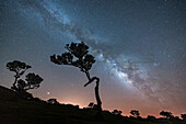 Milchstraße auf Baumsilhouetten im Wald von Fanal, Insel Madeira, Portugal, Atlantik, Europa