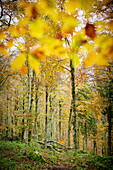 Herbstfarben im üppigen Wald von Cansiglio, Provinz Treviso, Venetien, Italien, Europa