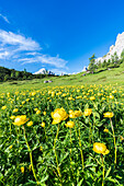 Globeflowers (Trollius europaeus) buttercup type flowers (Bottondoro) in the green meadows surrounding Cima dei Colesei peak, Sesto Dolomites, South Tyrol, Italy, Europe