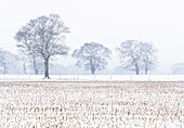 Bäume im Feld, Darlands Nature Reserve, Borough of Barnet, London, England, Vereinigtes Königreich, Europa