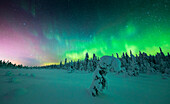 Gefrorene Fichte mit Schnee bedeckt, beleuchtet von Nordlichtern (Aurora Borealis) im Winter, Iso Syote, Lappland, Finnland, Europa