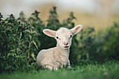 Young Spring Lamm liegend in einem Feld, Oxfordshire, England, Vereinigtes Königreich, Europa