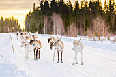 Rentiere in der wunderschönen verschneiten Landschaft von Jorn, Schweden, Skandinavien, Europa hüten