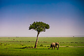 Elefant gesehen auf einer Safari in der Masai Mara National Reserve, Kenia, Ostafrika, Afrika