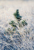 A young pine tree and frozen grass at Strensall Common Nature Reserve in mid-winter, North Yorkshire, England, United Kingdom, Europe