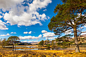 Scots Pine trees on the shores of Loch Tulla, Argyll and Bute, Scottish Highlands, Scotland, United Kingdom, Europe