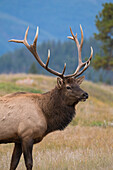 Wild Elk (Wapiti) (Cervus canadensis) during the Autumn rut, Jasper National Park, UNESCO World Heritage Site, Alberta, Canadian Rockies, Canada, North America